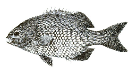 Pimelepterus cinerascens Ford 35