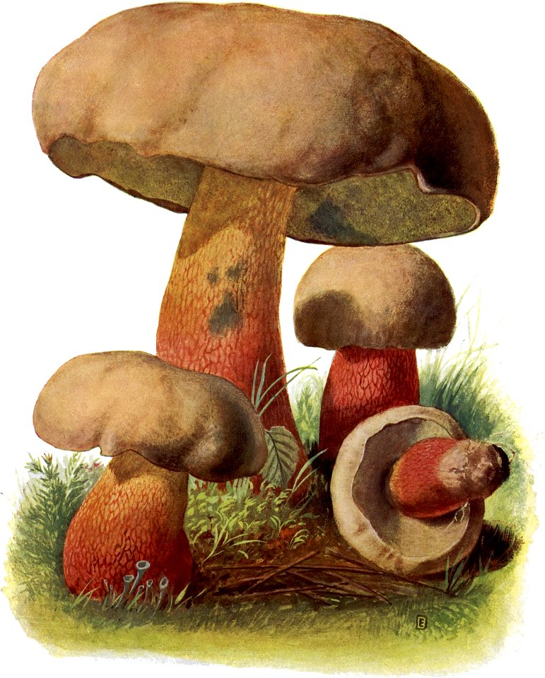 Pilze d. Heimat, T. 16 - Boletus pachypus