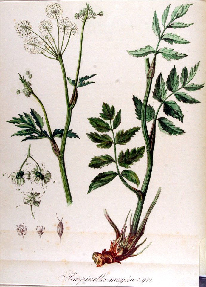 Pimpinella magna — Flora Batava — Volume v12
