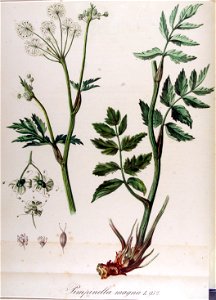Pimpinella magna — Flora Batava — Volume v12. Free illustration for personal and commercial use.