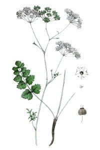 Pimpinella saxifraga L ag1. Free illustration for personal and commercial use.