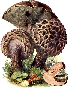 Pilze d. Heimat, T. 18 - Strobilomyces strobilaceus
