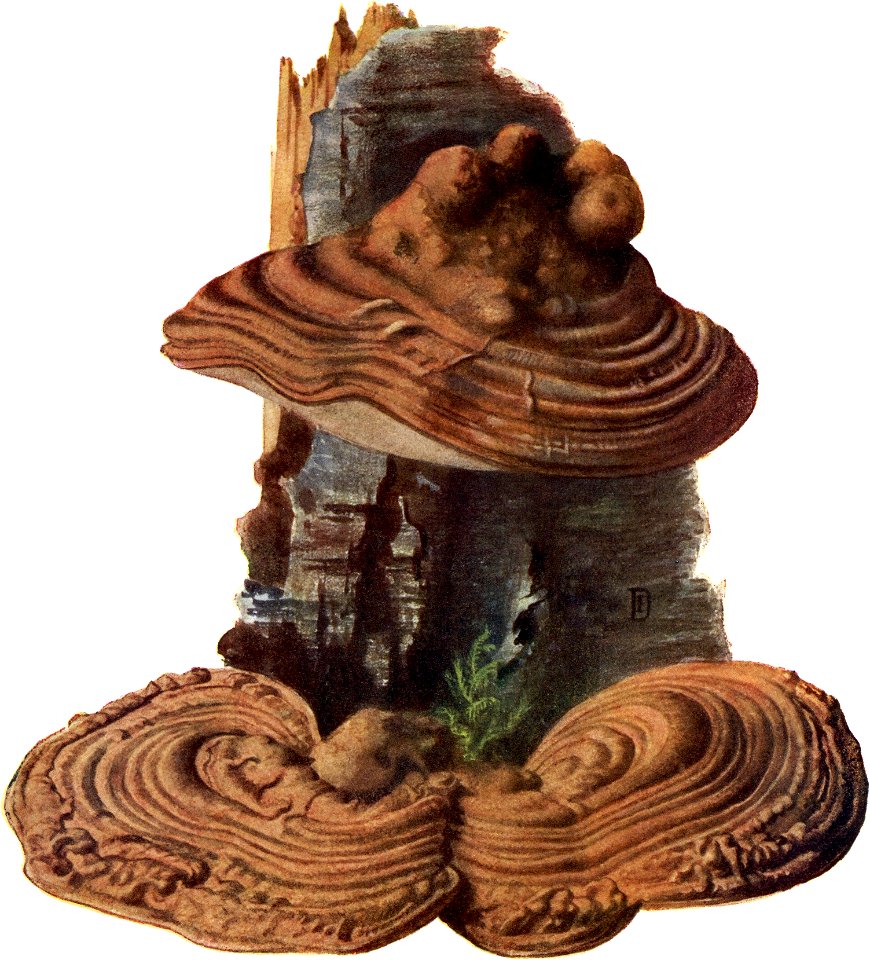 Pilze d. Heimat, T. 26 - Polyporus applanatus