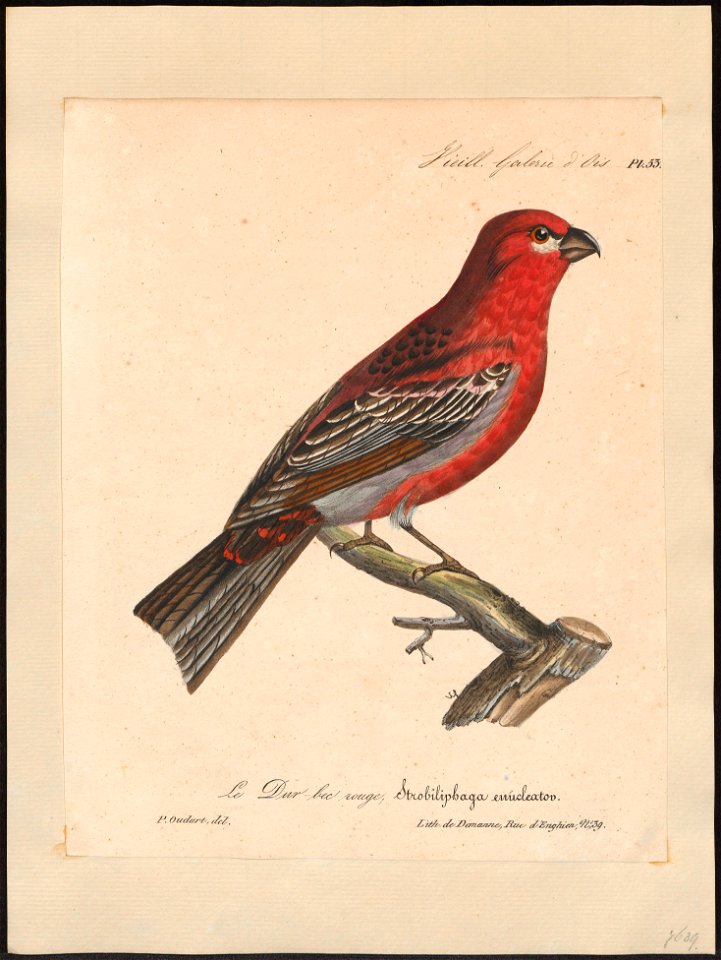 Pinicola enucleator - 1825-1834 - Print - Iconographia Zoologica - Special Collections University of Amsterdam - UBA01 IZ16000193