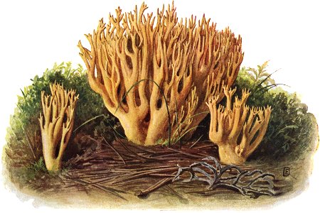 Pilze d. Heimat, T. 33b - Clavaria abietina