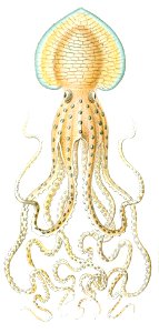 Pinnoctopuscordiformis