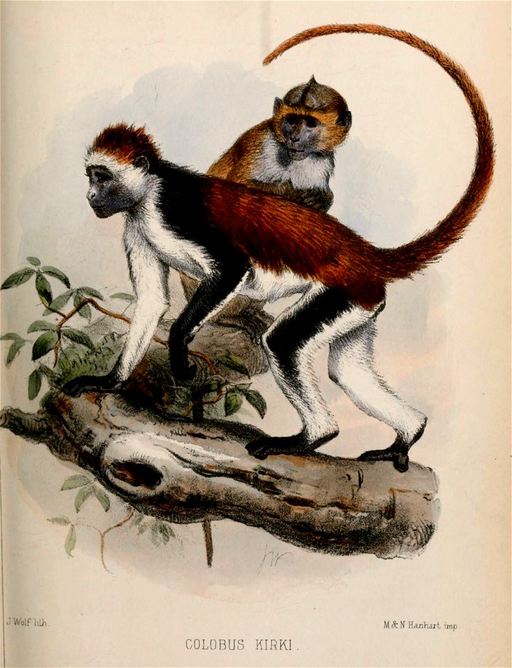 Piliocolobus kirkii Gray