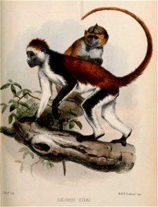 Piliocolobus kirkii Gray