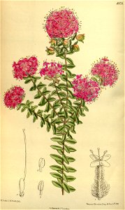 Pimelea ferruginea 140-8574