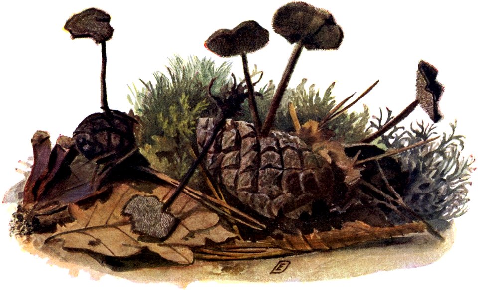 Pilze d. Heimat, T. 28b - Hydnum auriscalpium