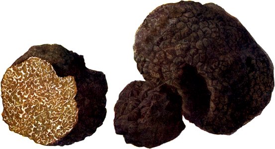 Pilze d. Heimat, T. 45b - Tuber aestivum