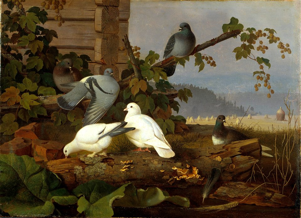 Pigeons (Ferdinand von Wright) - Nationalmuseum - 22008