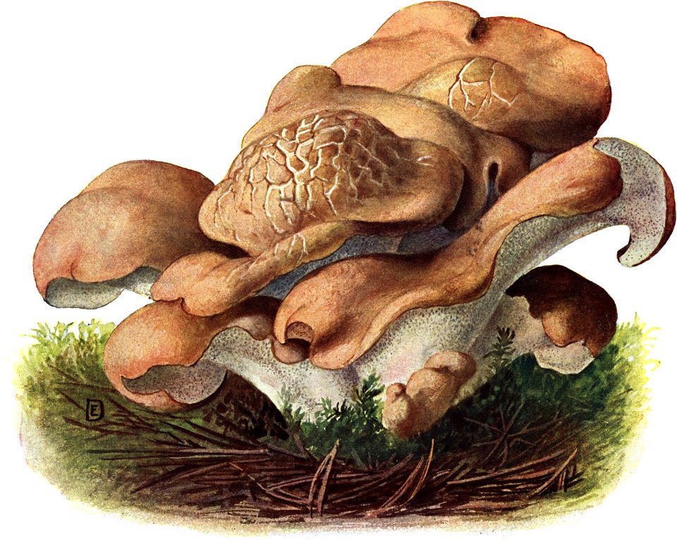 Pilze d. Heimat, T. 20 - Polyporus confluens