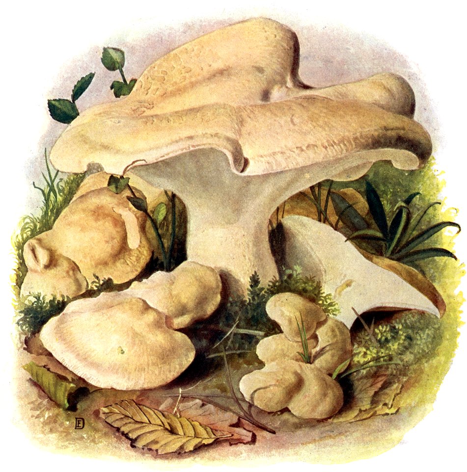 Pilze d. Heimat, T. 19 - Polyporus ovinus