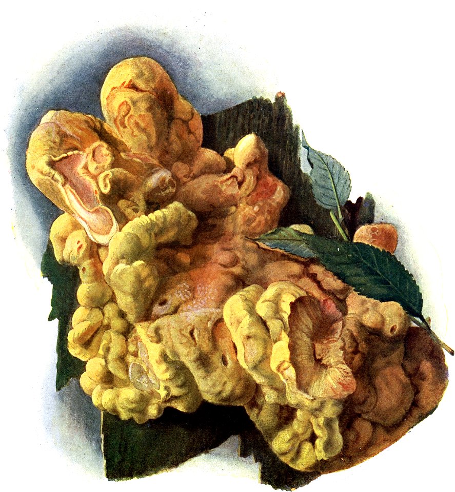 Pilze d. Heimat, T. 21 - Polyporus caudicinus