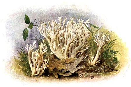 Pilze d. Heimat, T. 33a - Clavaria cristata