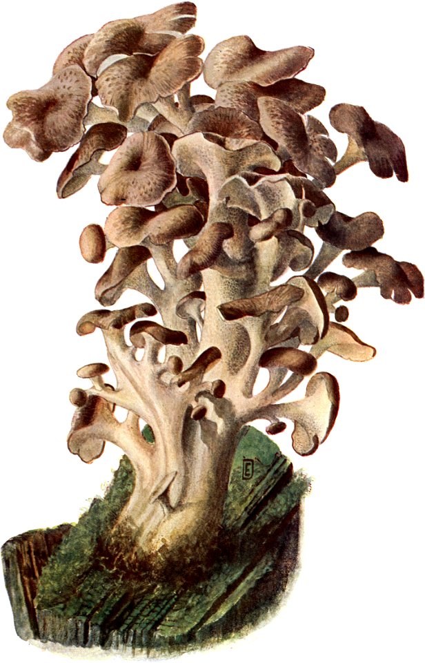 Pilze d. Heimat, T. 22 - Polyporus ramosissimus