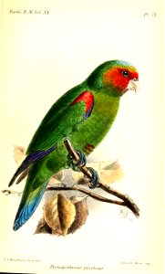 PionopsittacusPyrrhopsKeulemans