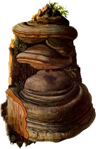 Pilze d. Heimat, T. 23 - Polyporus fomentarius
