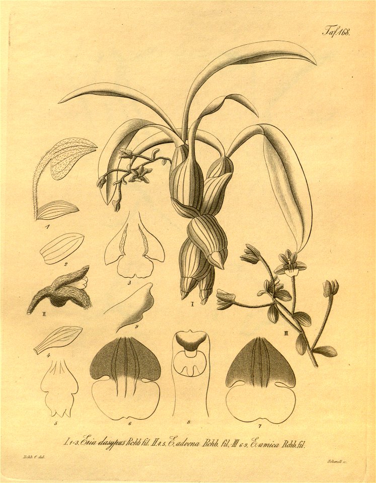Pinalia dasypus (as Eria d.) - Eria laniceps (as Eria advena) - Pinalia amica (as Eria a.) - Xenia 2 pl 168