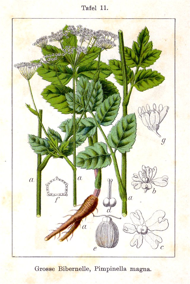 Pimpinella major Sturm11