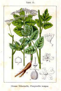 Pimpinella major Sturm11