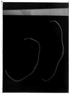 Pilbåge - Livrustkammaren - 42829-negative