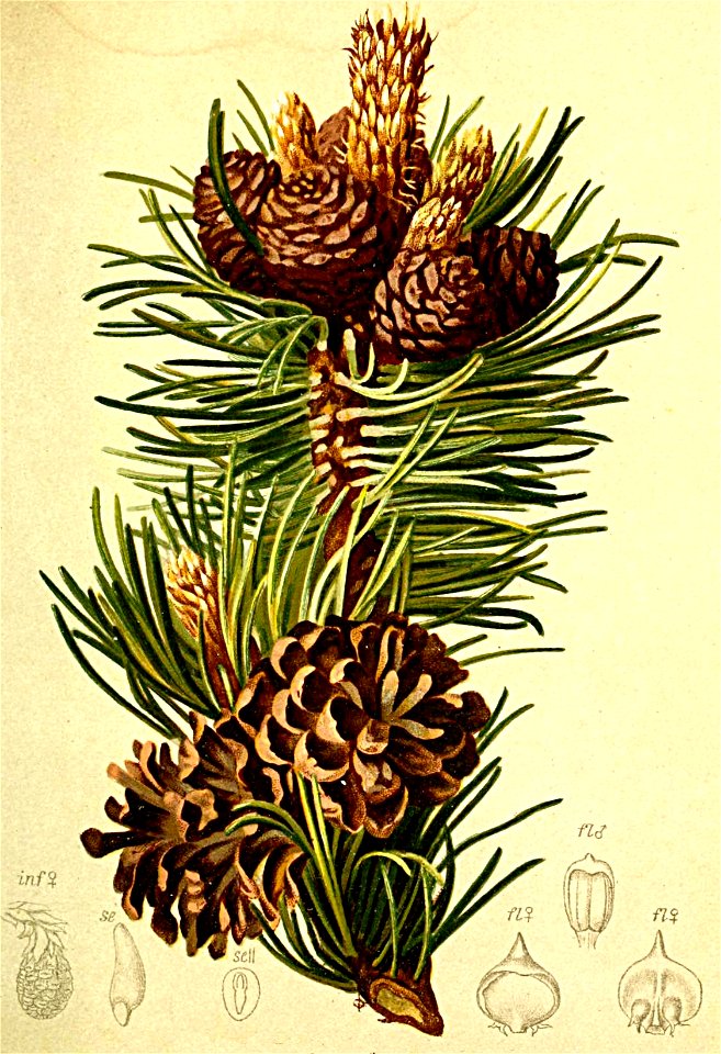 Pinus montana Atlas Alpenflora