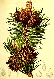 Pinus montana Atlas Alpenflora