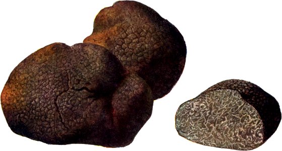 Pilze d. Heimat, T. 45a - Tuber brumale