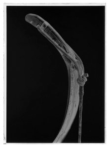Pilbåge, Persien - Livrustkammaren - 1447-negative