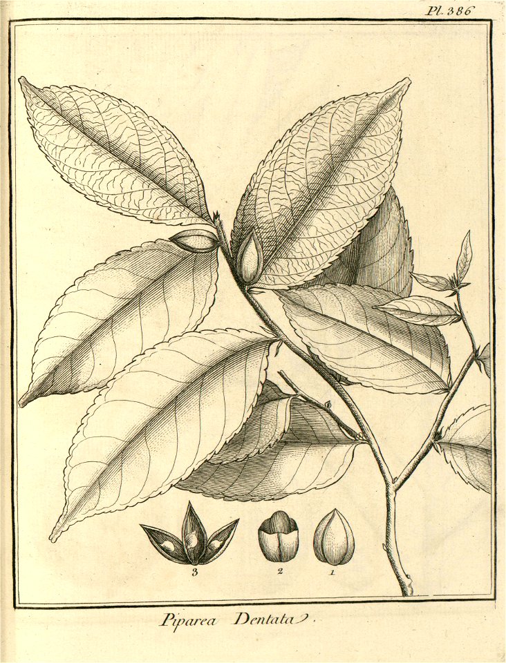 Piparea dentata Aublet 1775 pl 386
