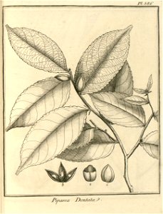 Piparea dentata Aublet 1775 pl 386