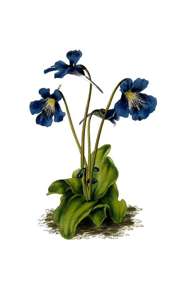 Pingicula grandiflora clean