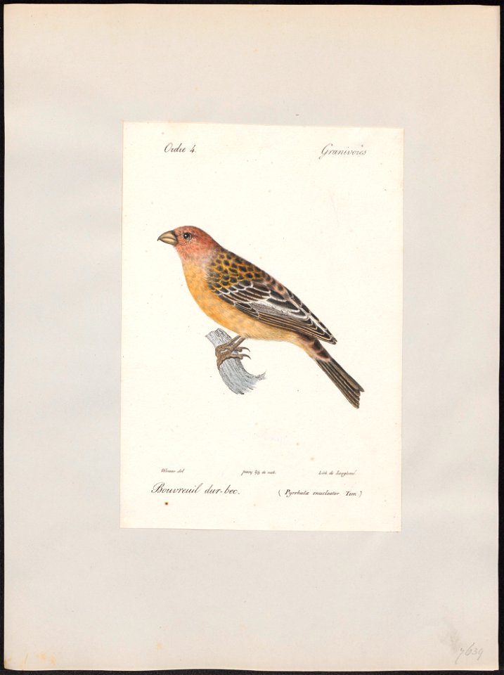 Pinicola enucleator - 1842-1848 - Print - Iconographia Zoologica - Special Collections University of Amsterdam - UBA01 IZ16000197
