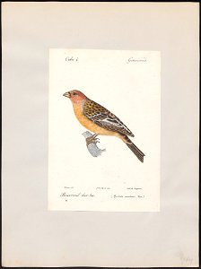 Pinicola enucleator - 1842-1848 - Print - Iconographia Zoologica - Special Collections University of Amsterdam - UBA01 IZ16000197