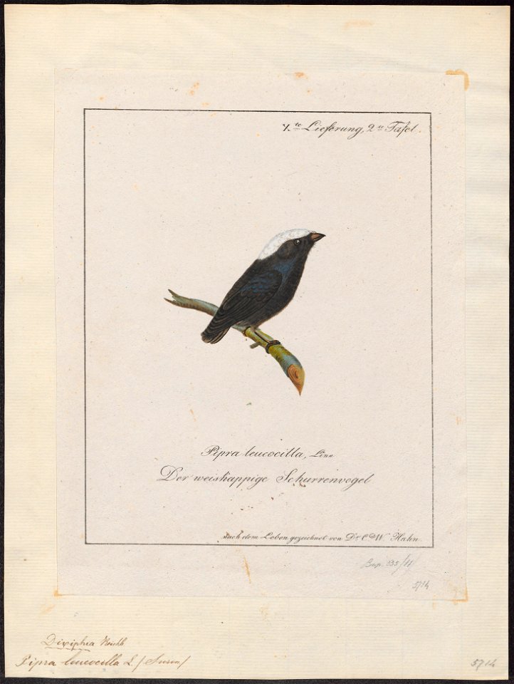 Pipra leucocilla - 1700-1880 - Print - Iconographia Zoologica - Special Collections University of Amsterdam - UBA01 IZ16600203