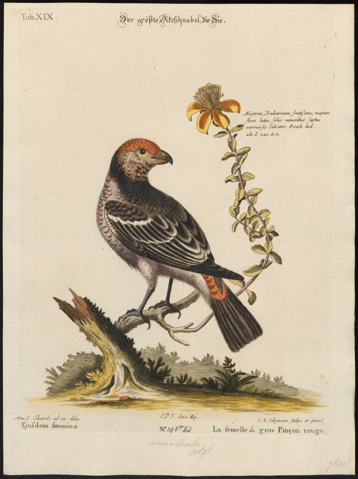 Pinicola canadensis - 1700-1880 - Print - Iconographia Zoologica - Special Collections University of Amsterdam - UBA01 IZ16000201