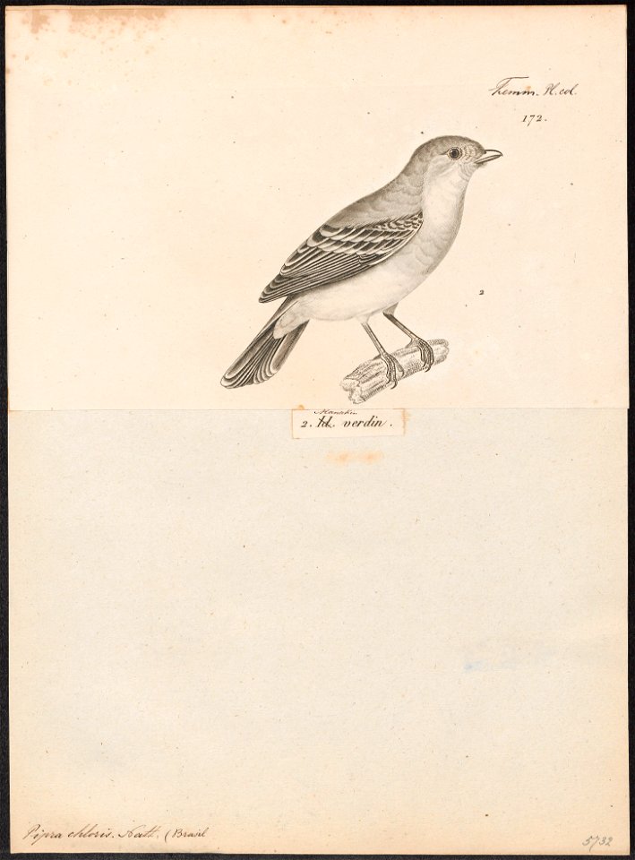 Pipra chloris - 1700-1880 - Print - Iconographia Zoologica - Special Collections University of Amsterdam - UBA01 IZ16600227
