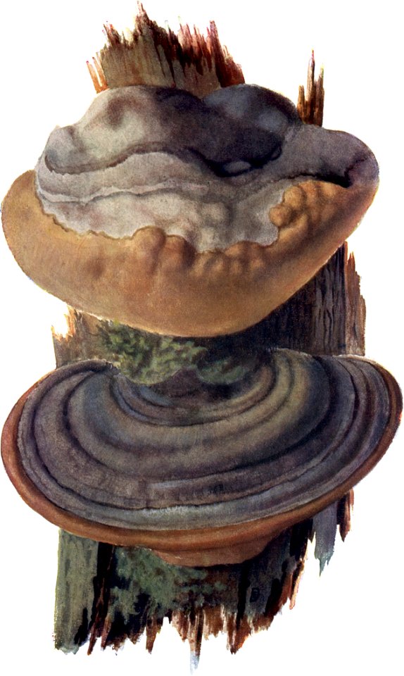 Pilze d. Heimat, T. 24 - Polyporus igniarius