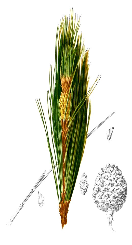 Pinus kesiya Blanco2.453-cropped