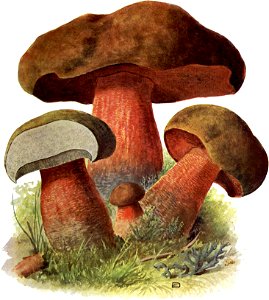 Pilze d. Heimat, T. 14 - Boletus luridus