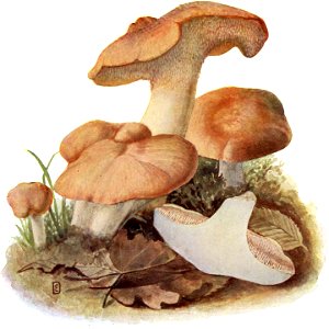 Pilze d. Heimat, T. 29 - Hydnum repandum
