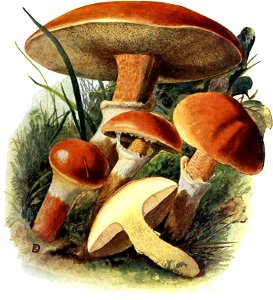 Pilze d. Heimat, T. 13 - Boletus elegans