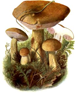 Pilze d. Heimat, T. 17 - Boletus felleus
