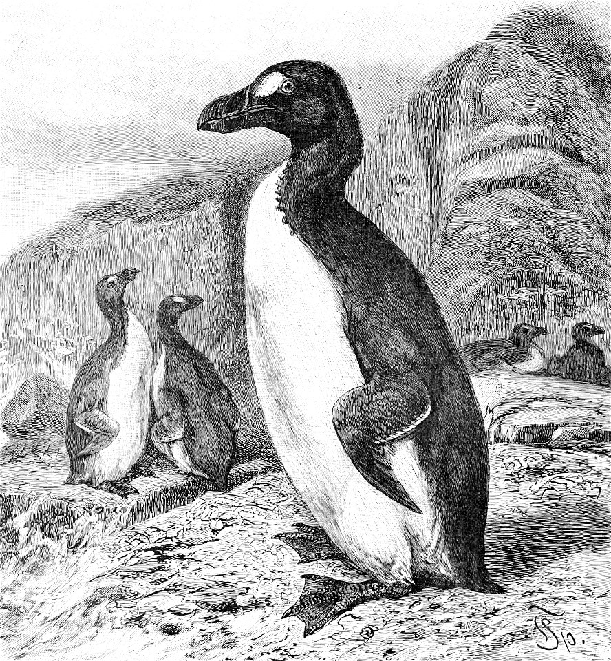Pinguinus impennis-The Royal Natural History