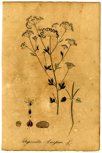 Pimpinella anisum Mann