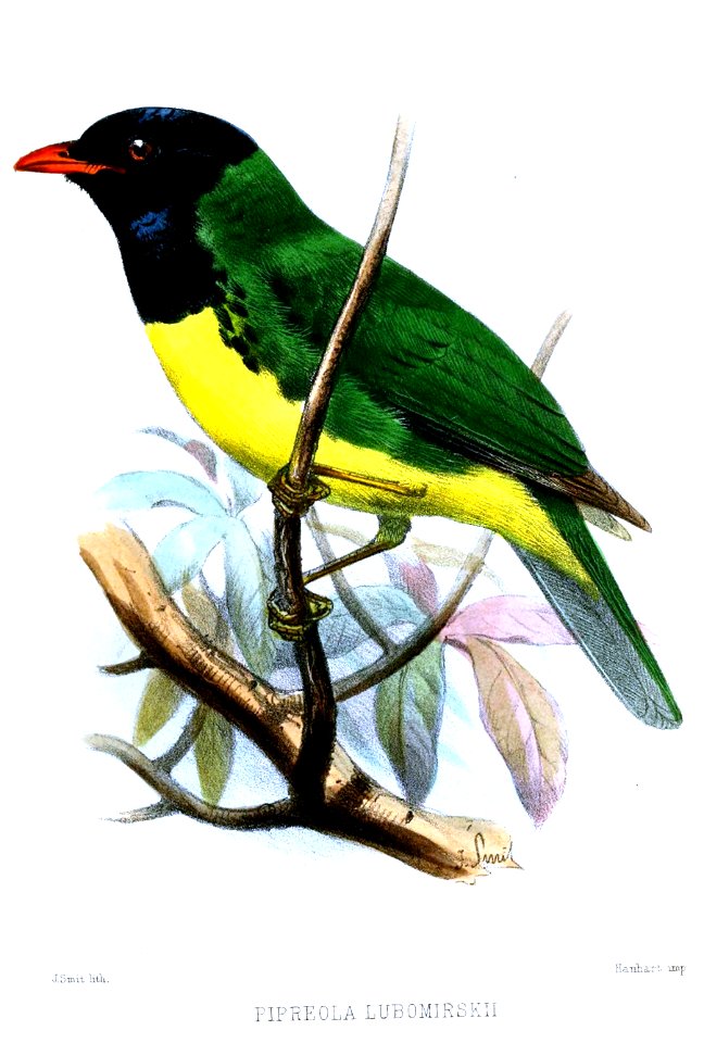 PipreolaLubomirskiiSmit