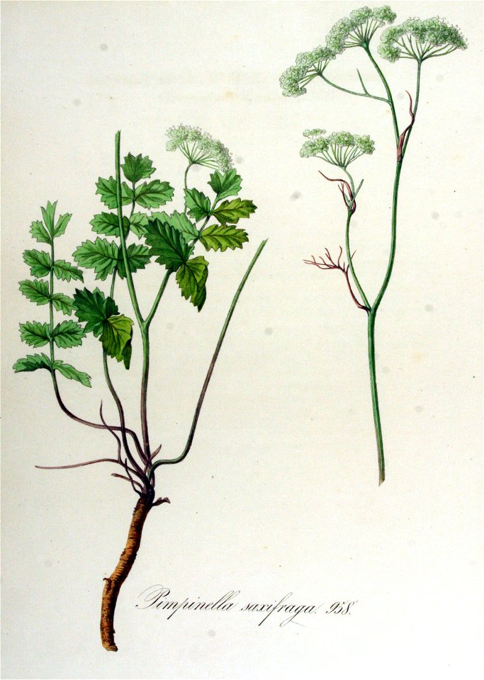 Pimpinella saxifraga — Flora Batava — Volume v12