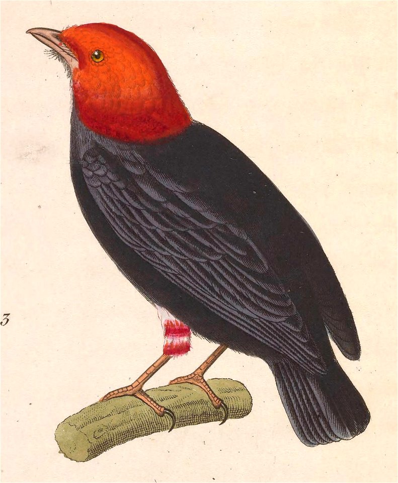 Pipra rubrocapilla 1838